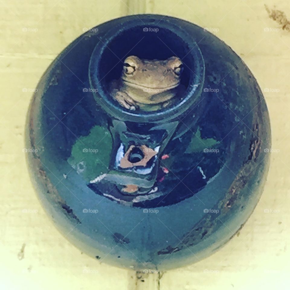 Tree frog peeking out from the hole of a ceramic bird house