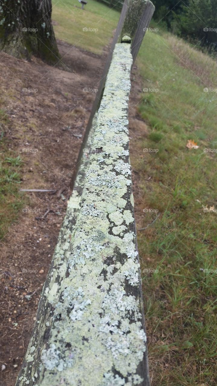 lichen rail