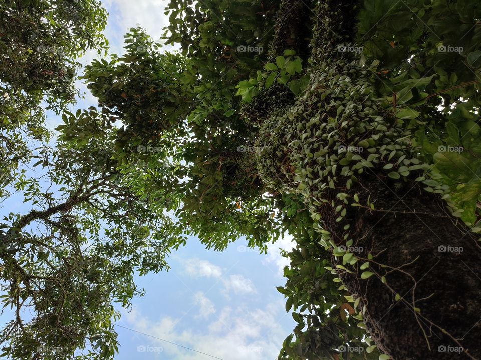 nature makes us feel comfortable. this is a rambutan tree in my country. when fruiting, the fruit is very sweet
