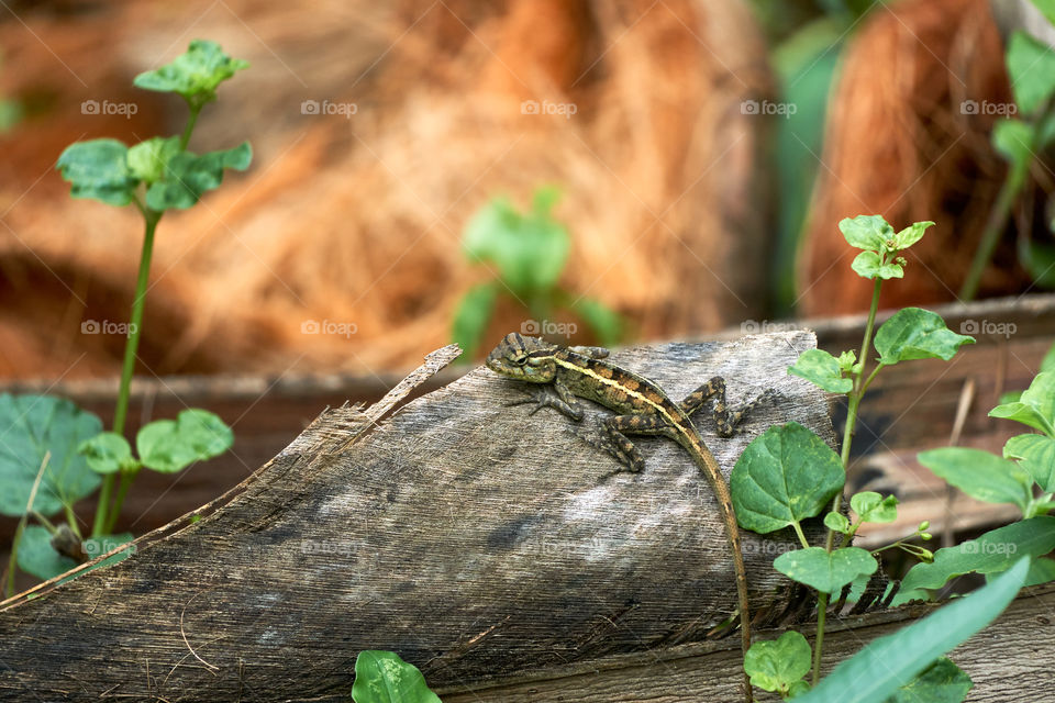 Lizard  - backyard  - natural beauty