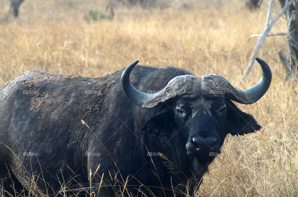 buffalo in Kenya