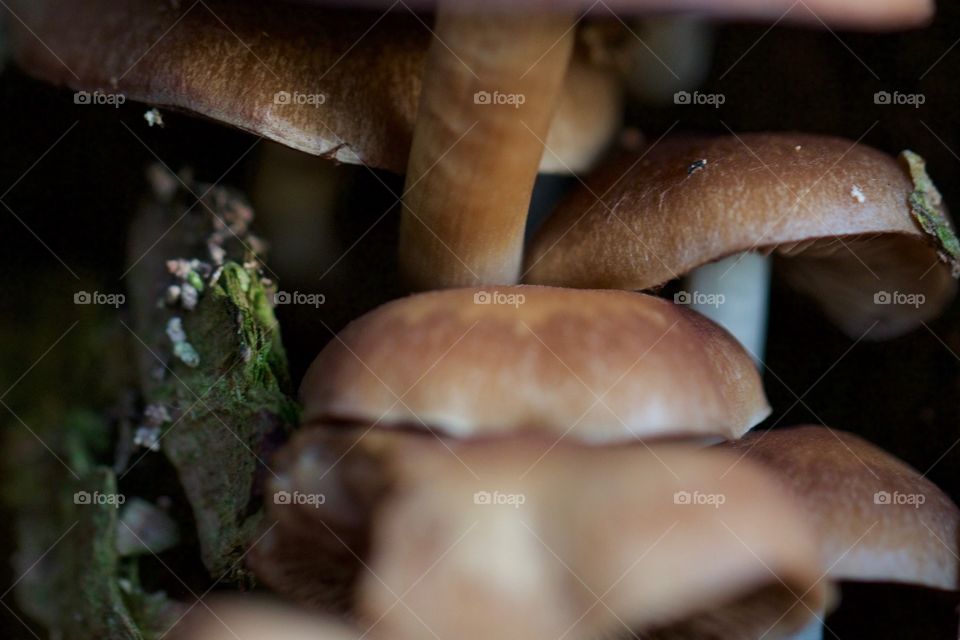 Wild mushroom growing in forest