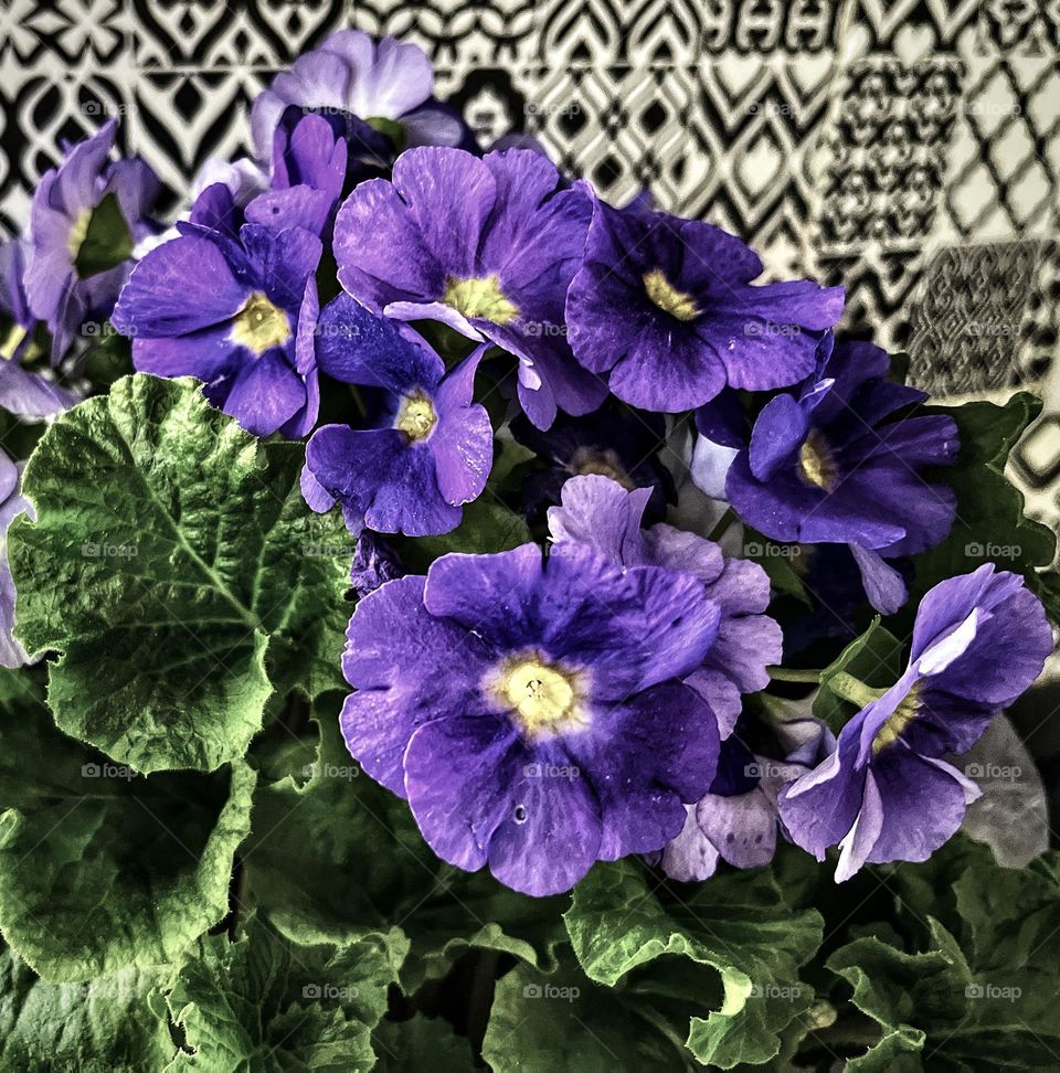 Purple flowers