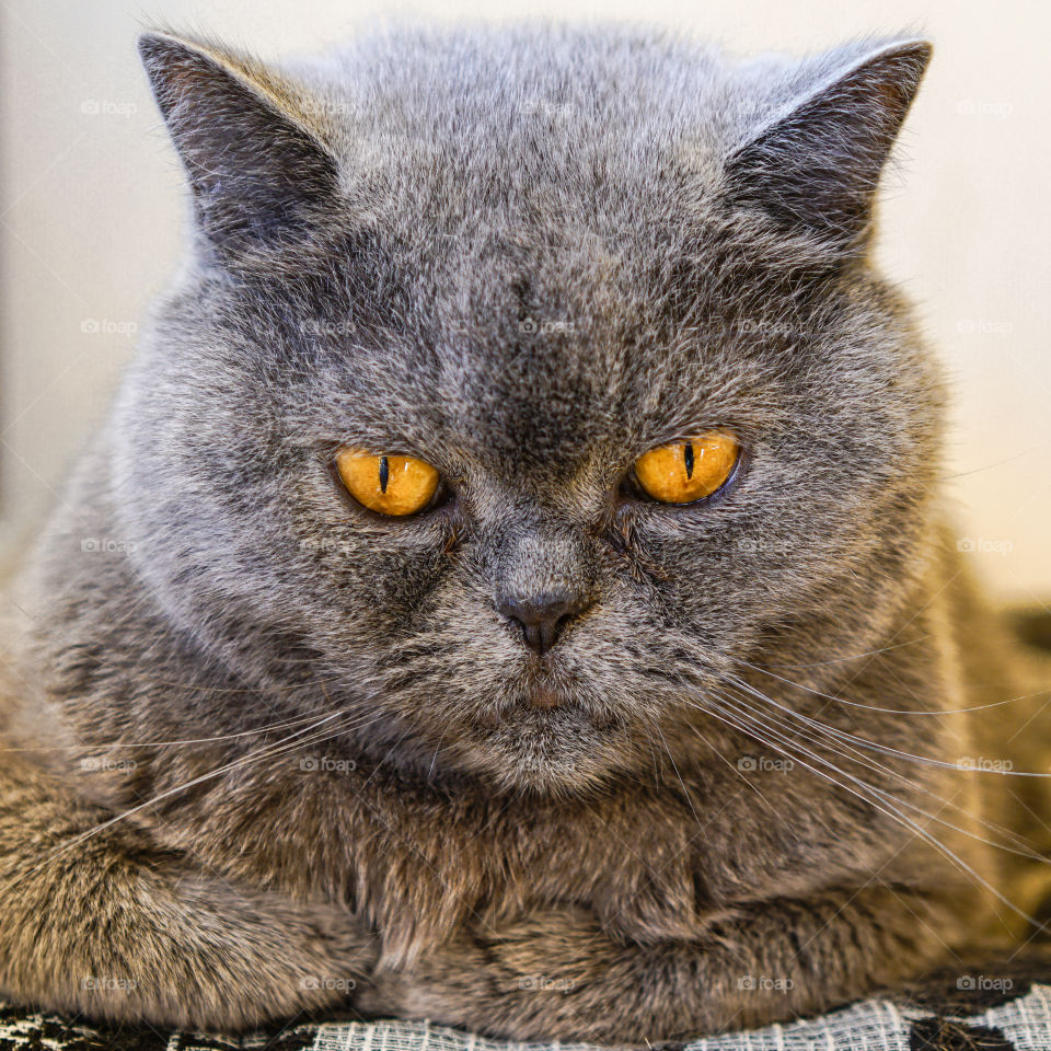 beautiful yellow eyes