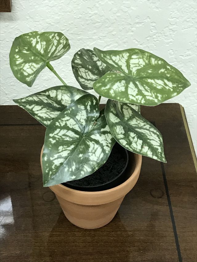 An indoor plant at the dojo. There is a sense of peace and relaxation when one is at the dojo.