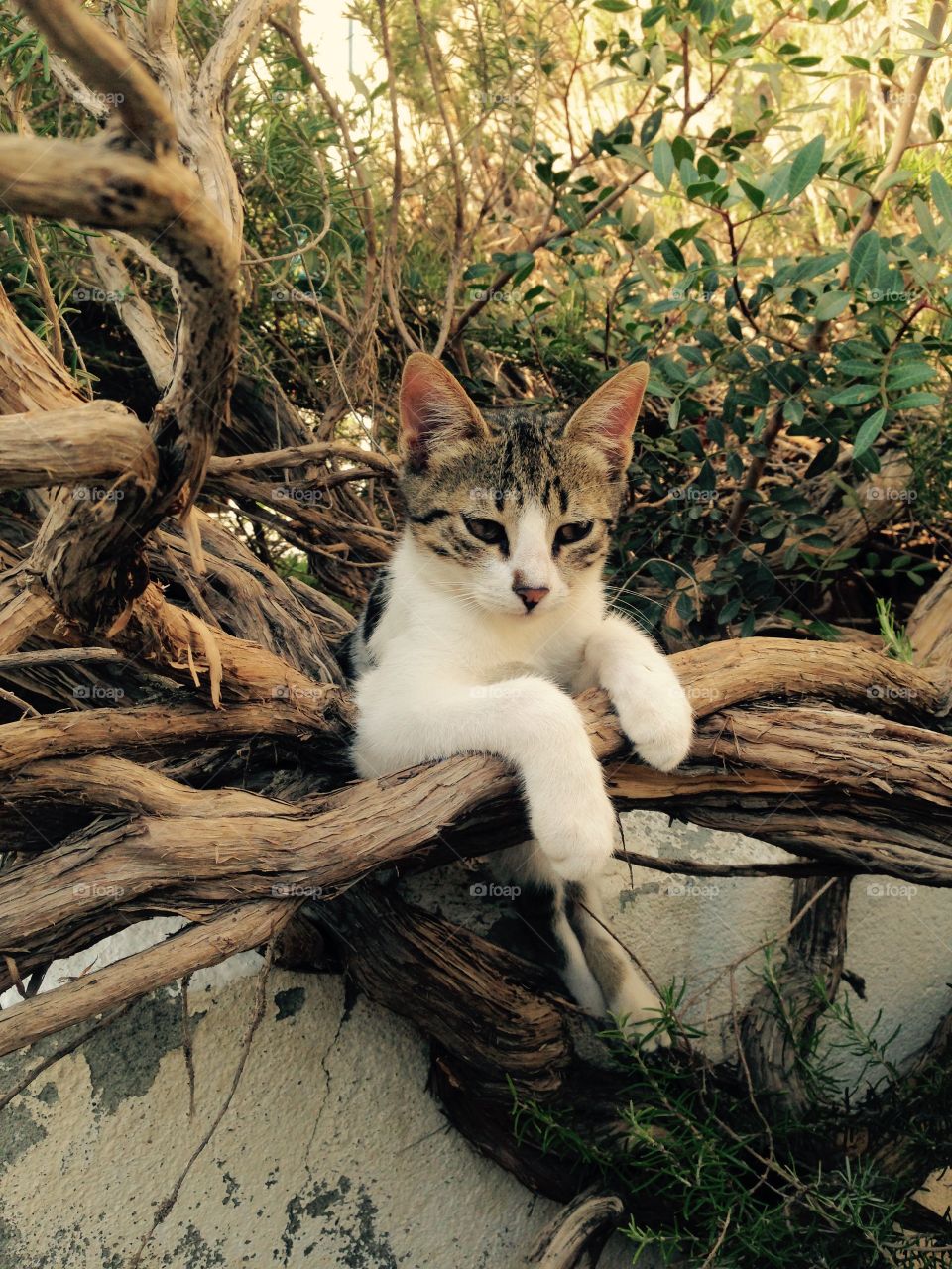 Little cat sleeping in tree 