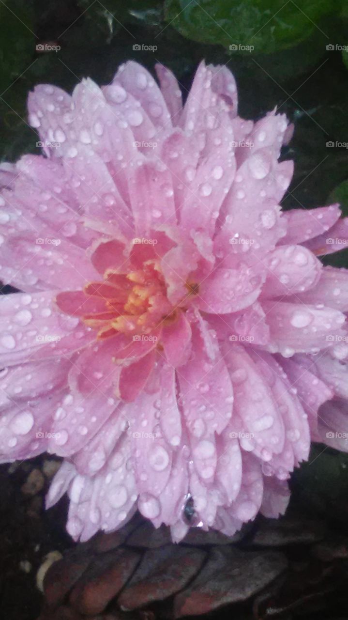 flower in raindrops