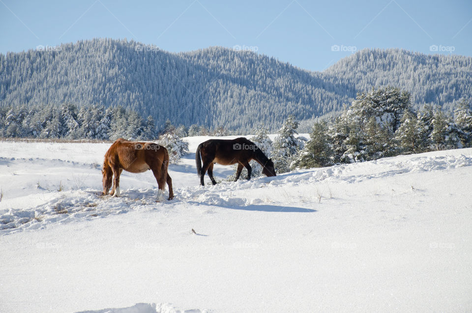 Horses in the Snow