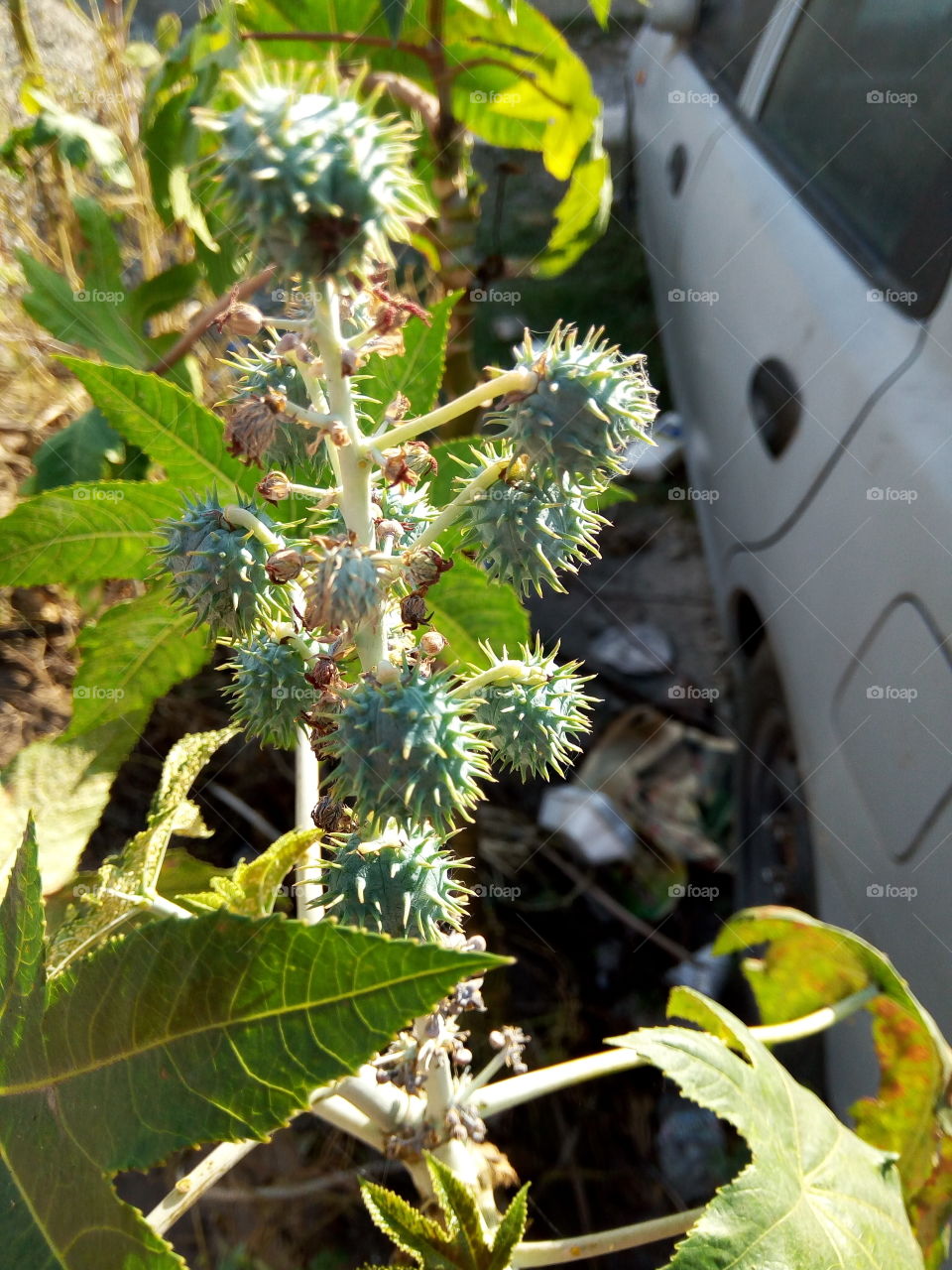 Nature, Food, Flora, Fruit, Leaf