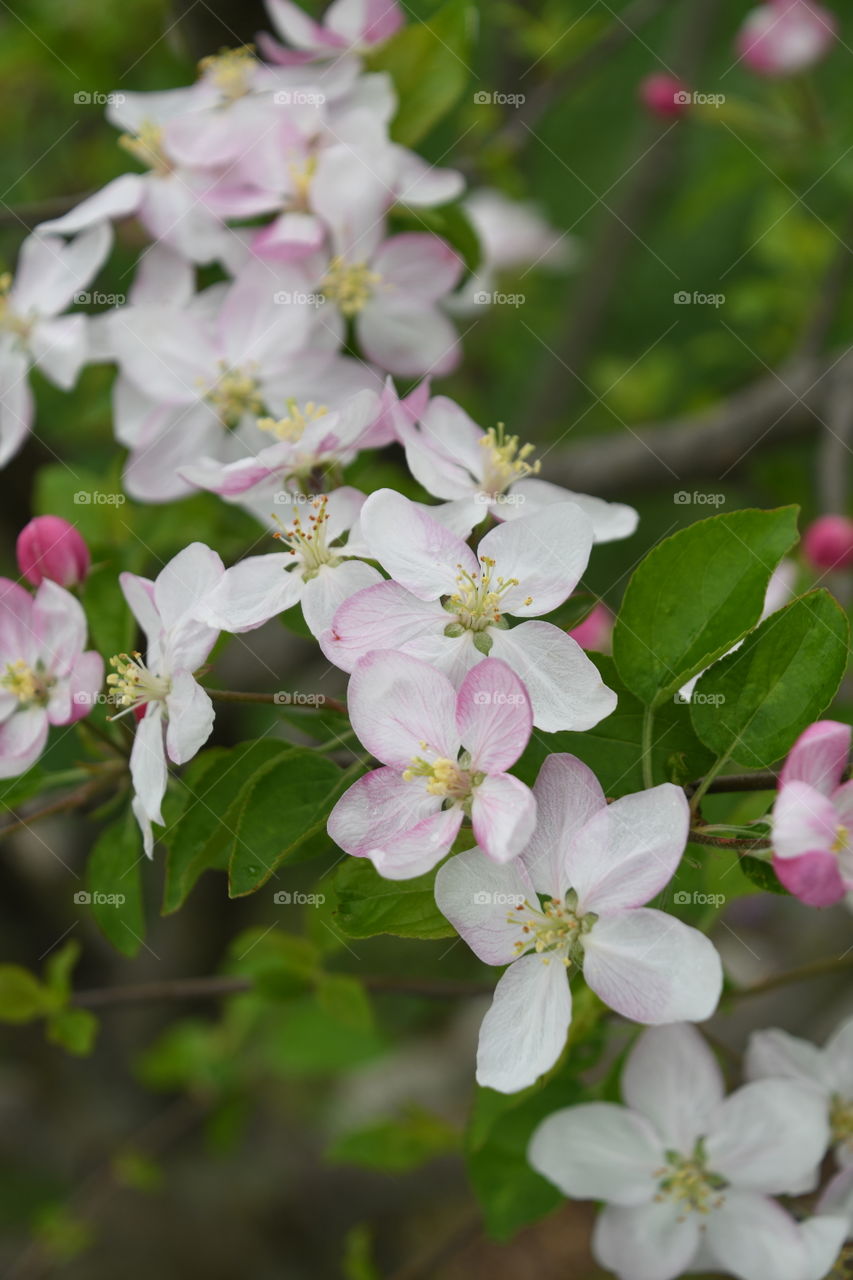 white apple blossoms