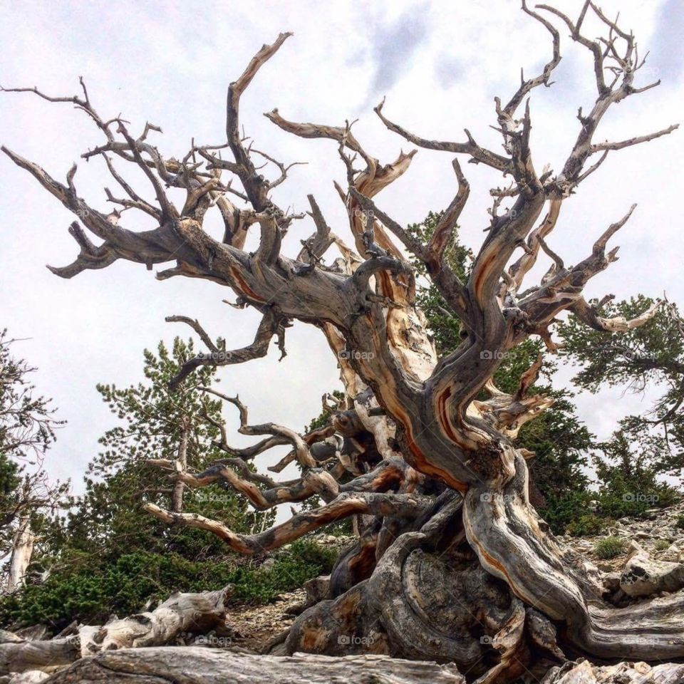Extremely Old Bristlecone Pine