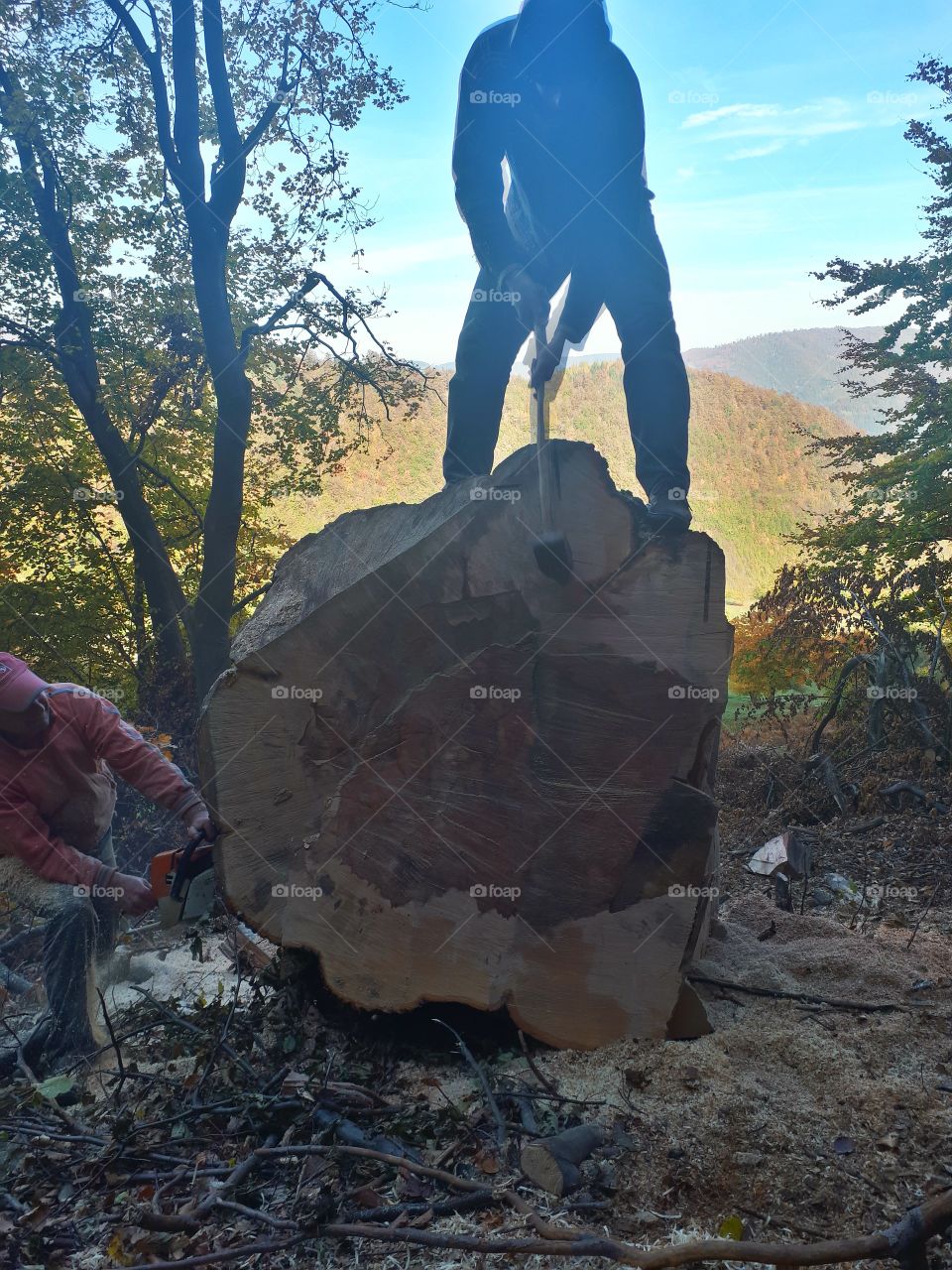 cutting a large tree