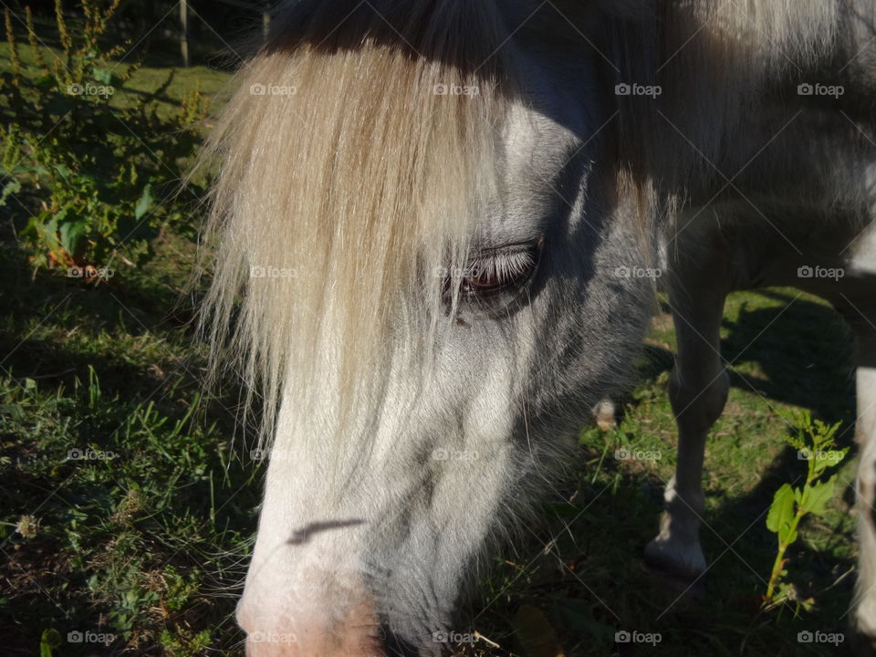 horse in macro