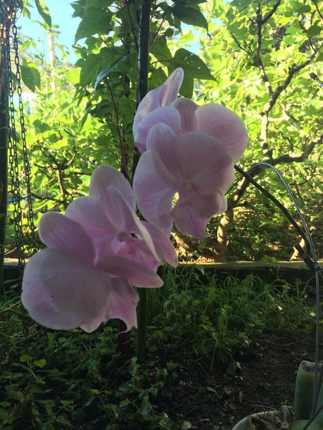 Flor