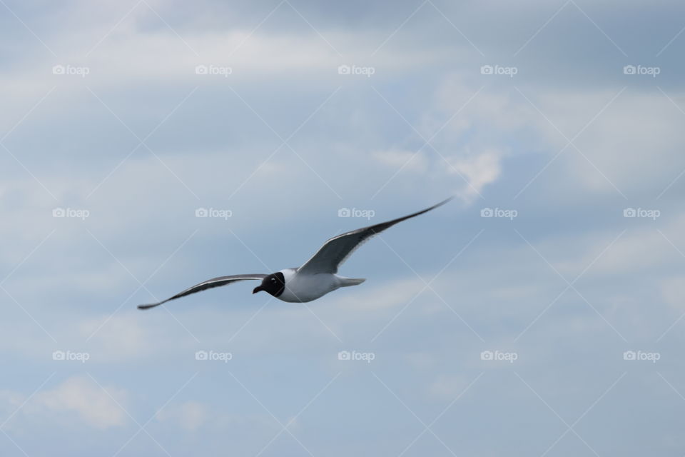 Seabird in flight