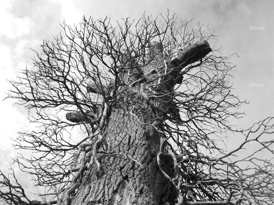 dead tree