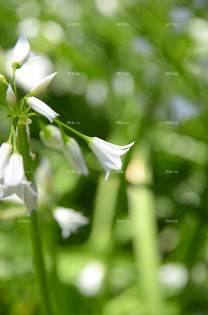 White flower. 