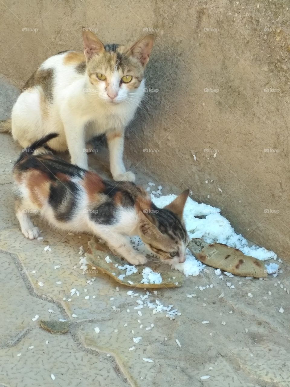cat eating with child
