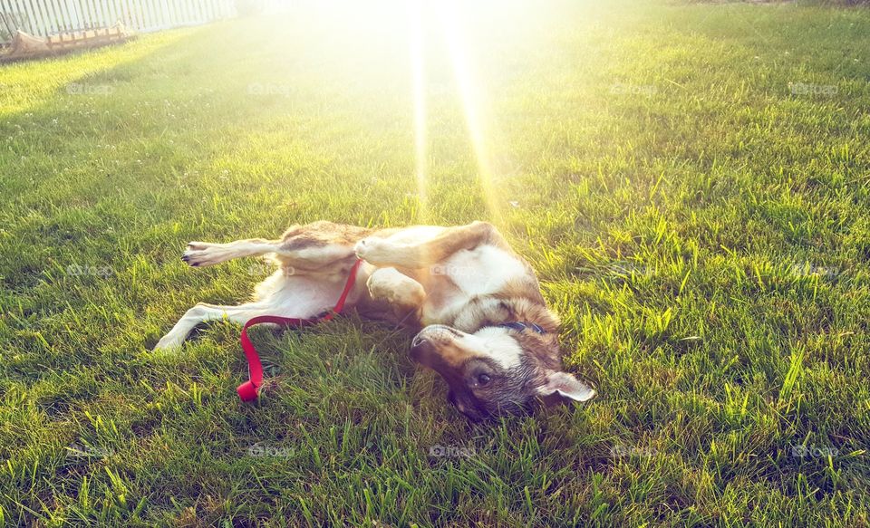 German Shepherd dog rolling around in the grass at sunset.