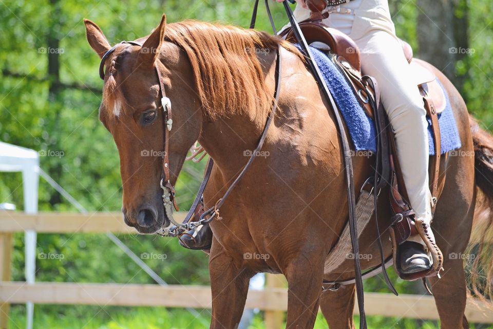 Cavalry, Horse, Equestrian, Seated, Mammal