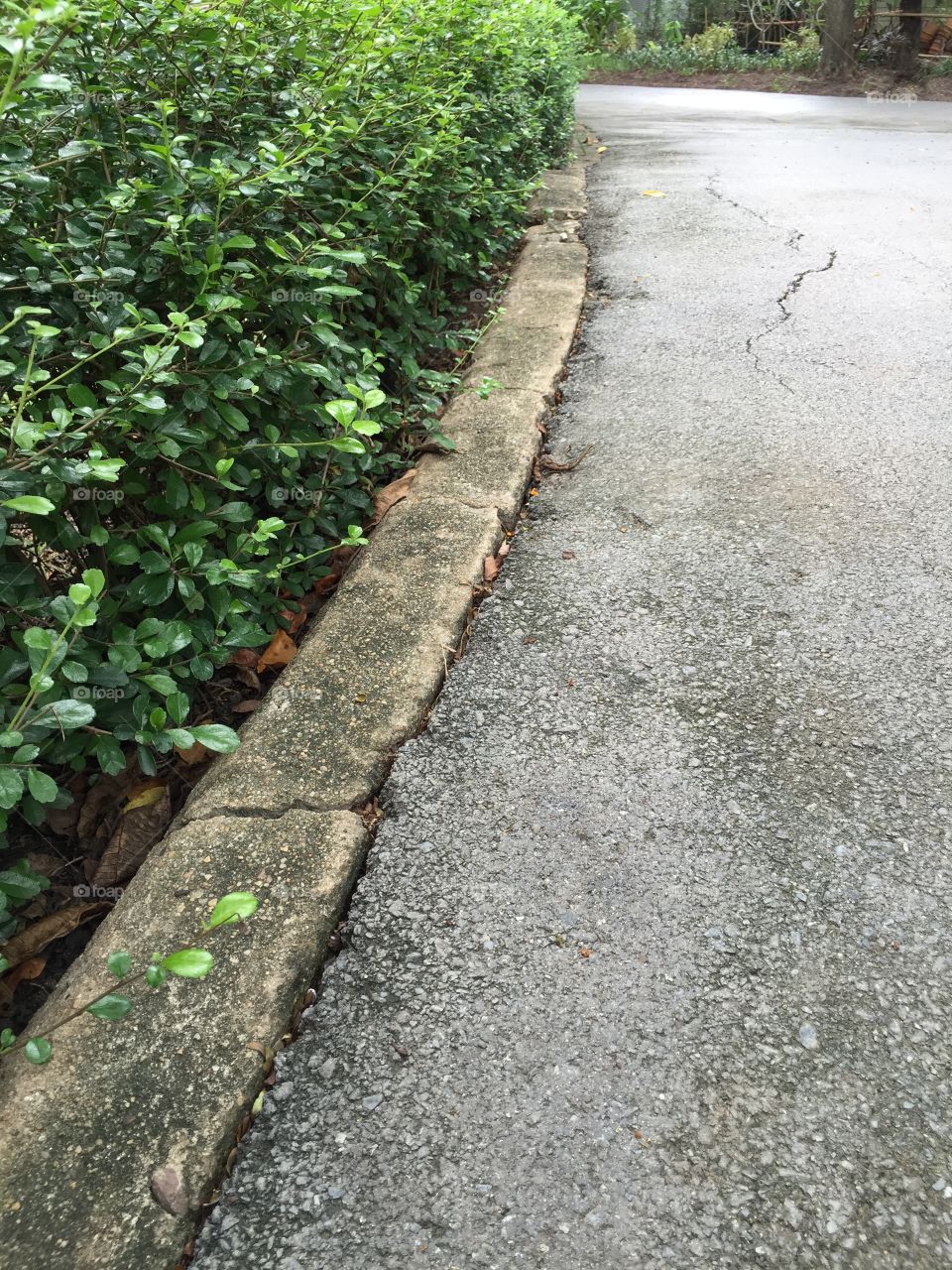 Plants wall beside walkway