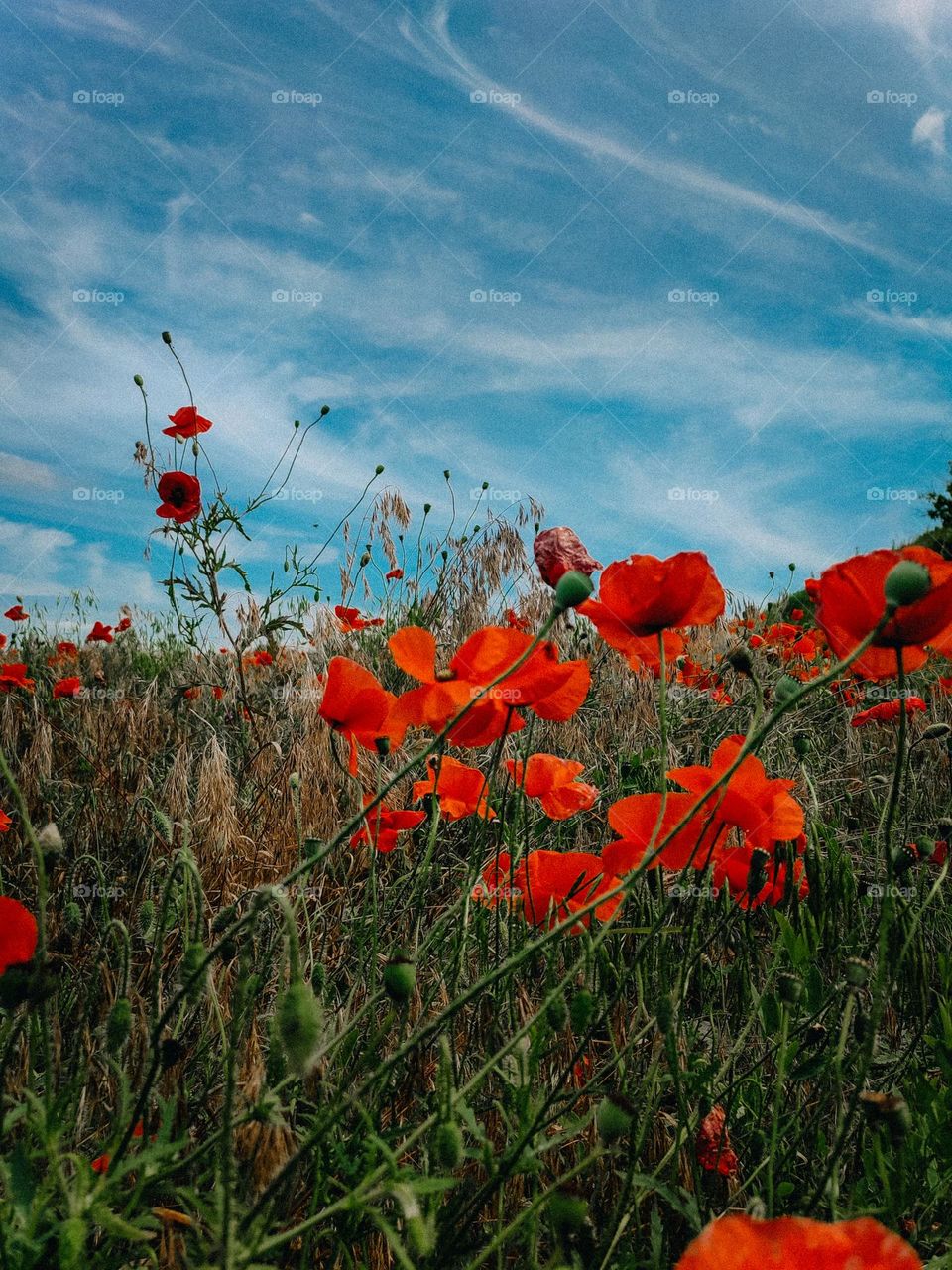 The field of red poppies. Beautiful summer flowers in the meadow under blue sky. Saturated colours of summer