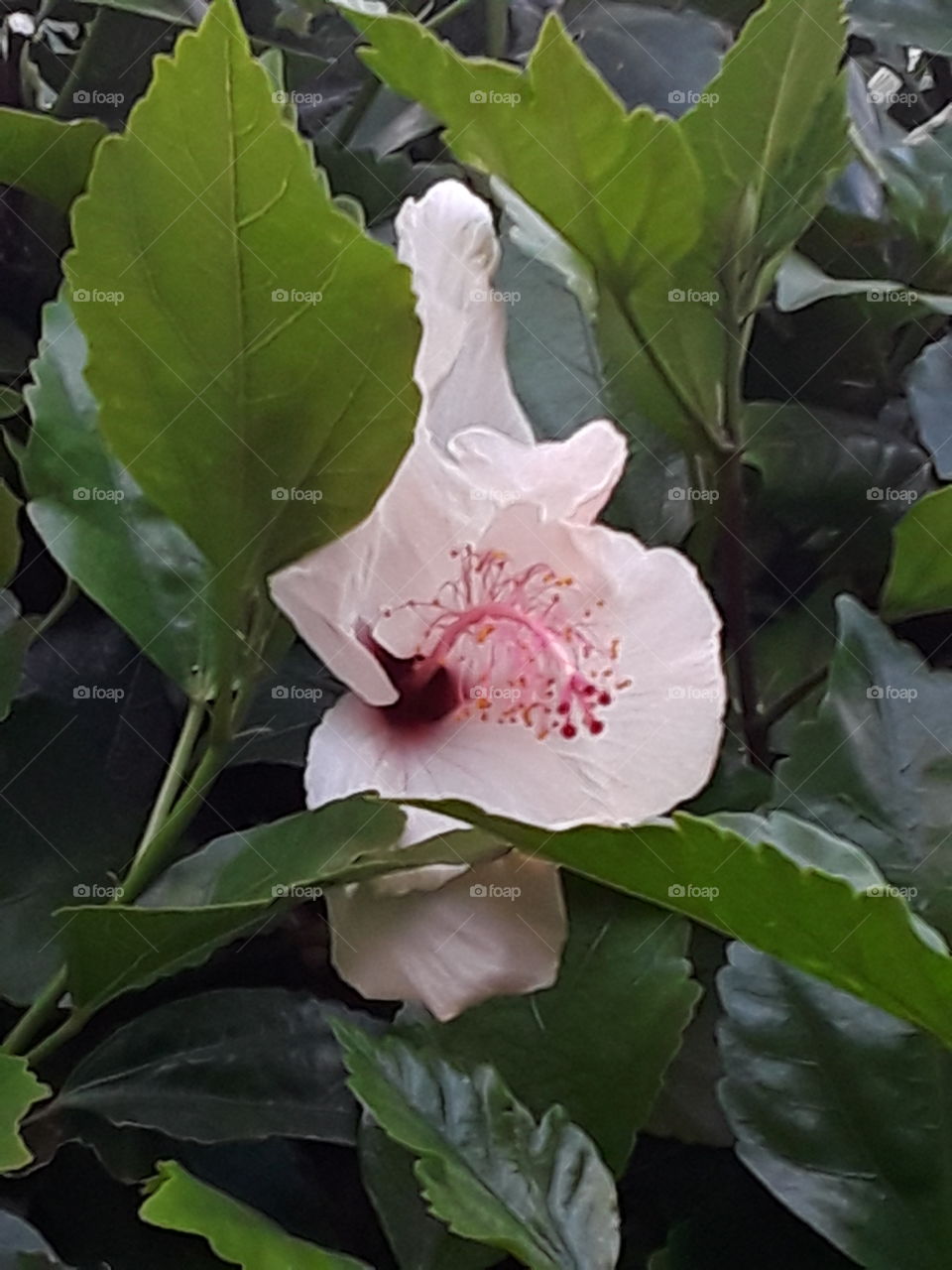 Hibiscus Beaity