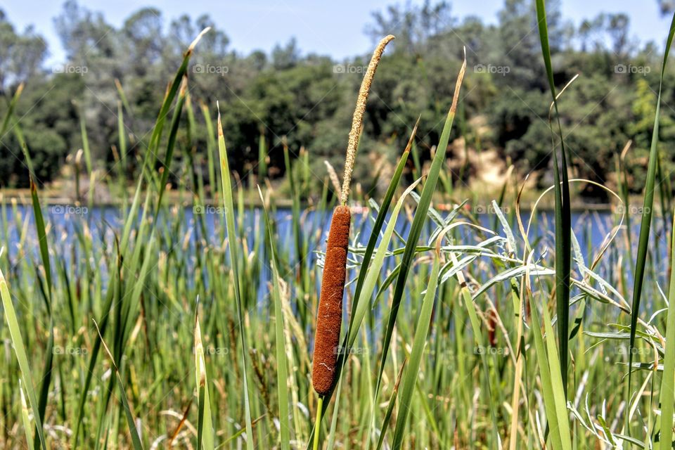 Endless Summer Nature View