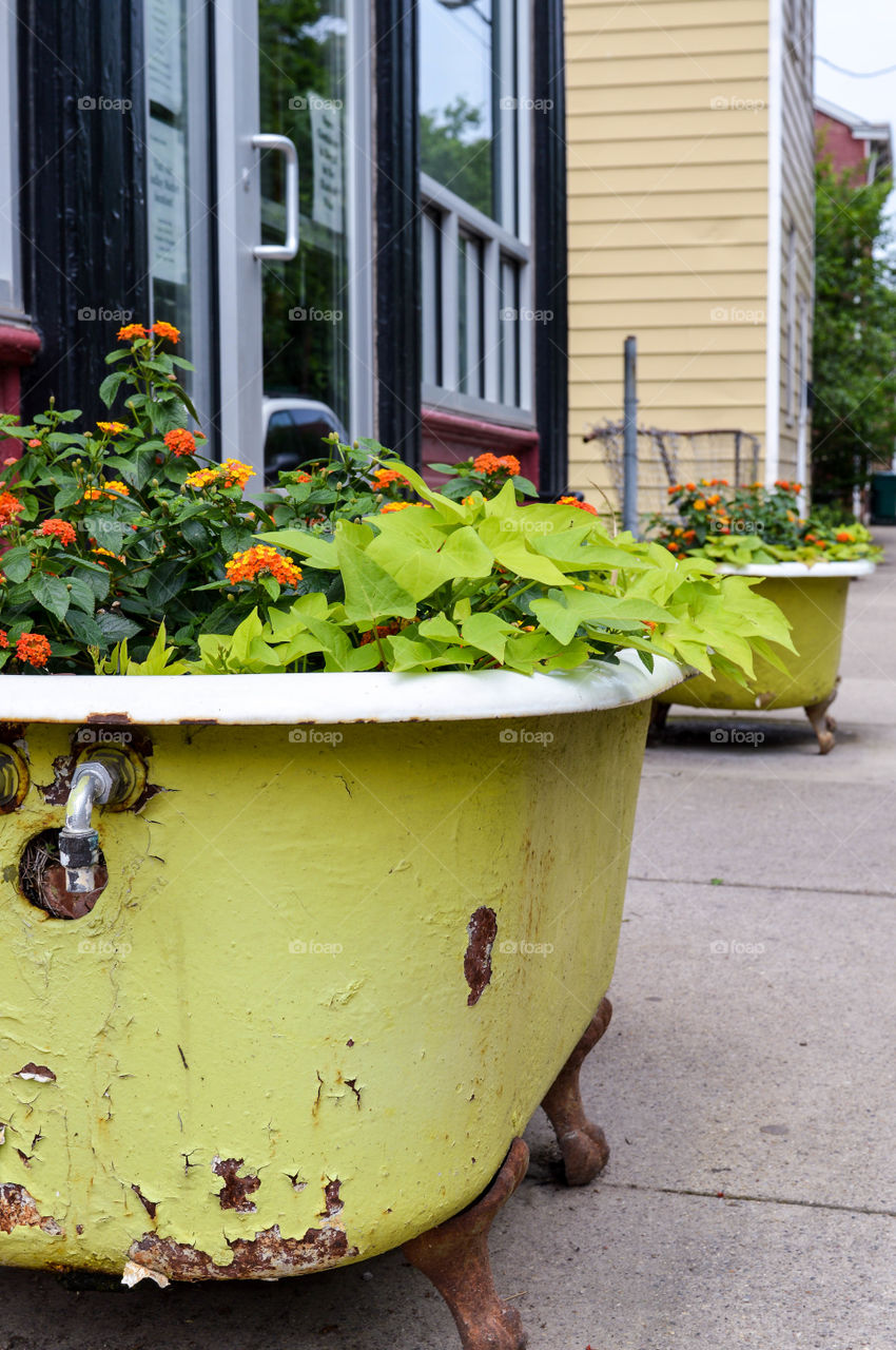 Flowers planted in a rustic, vintage bathtub in an urban setting