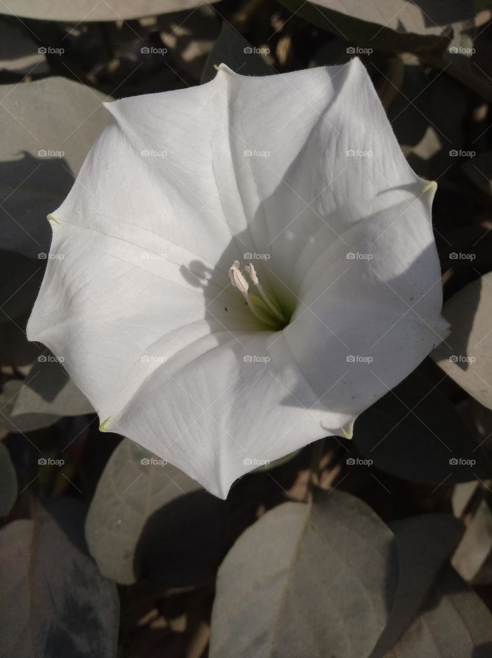 the Datura Flower white in colour looks very beautiful generally found everywhere fresh seasonal very poisonous species