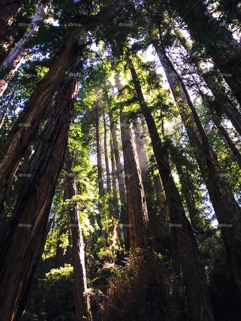 The old growth redwoods of Muir Woods National Monument. 