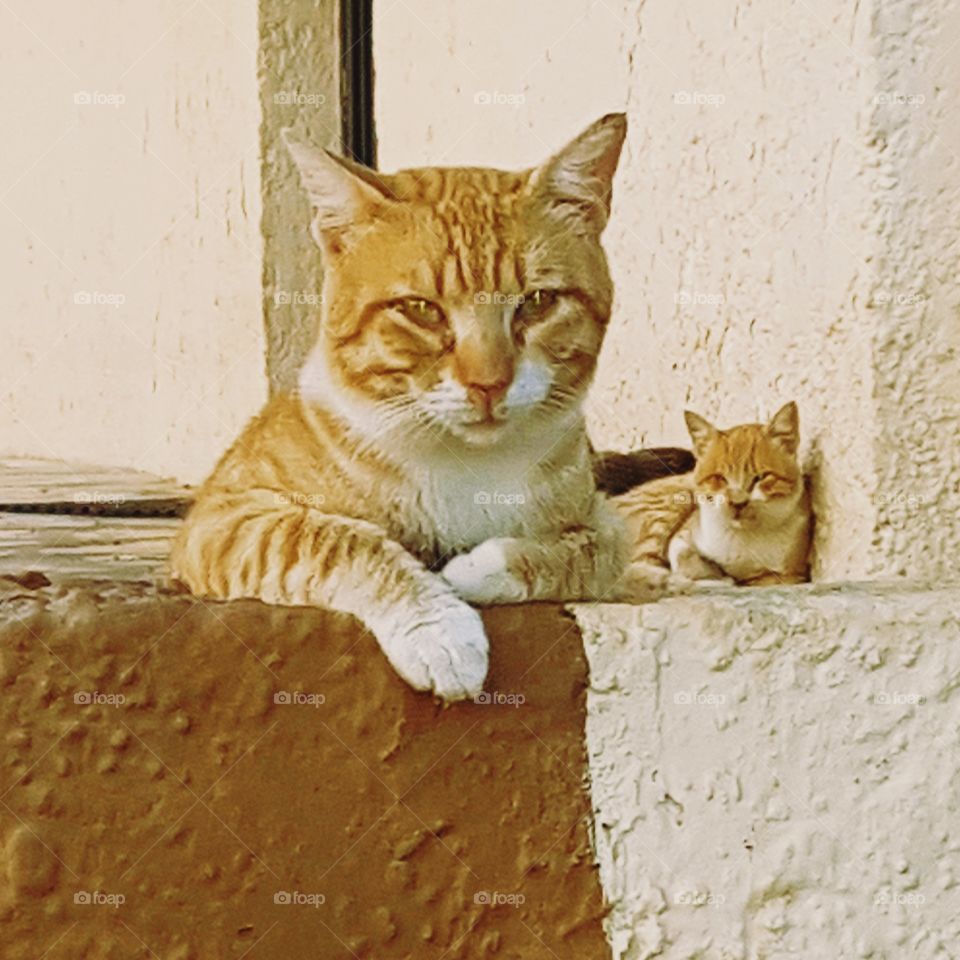 Greek security cats