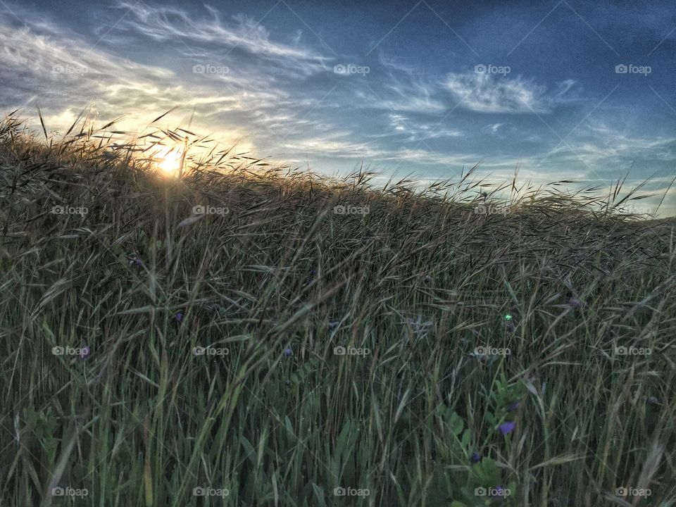 View of wheat field during sunrise
