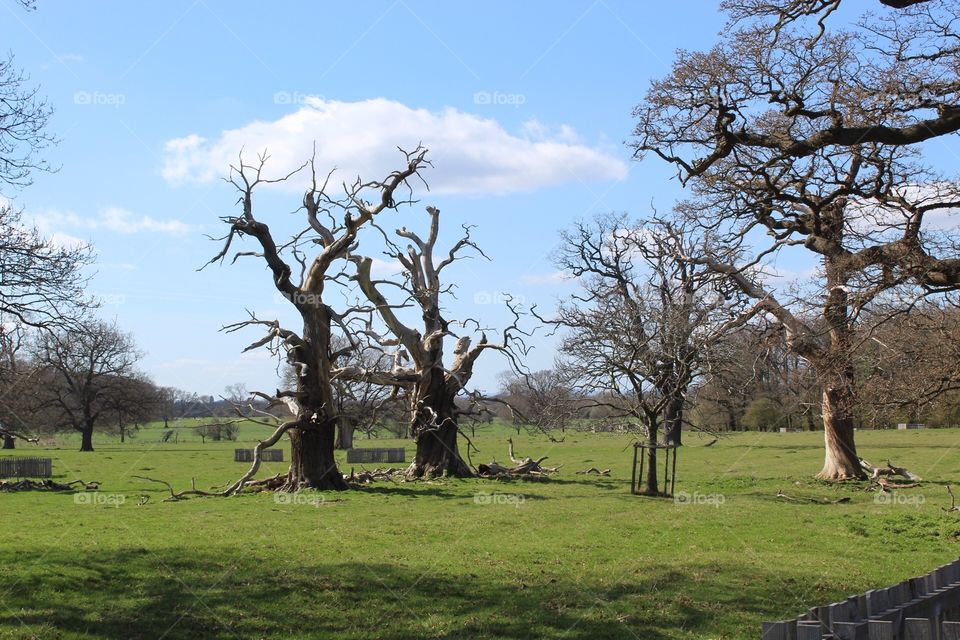 Ancient trees