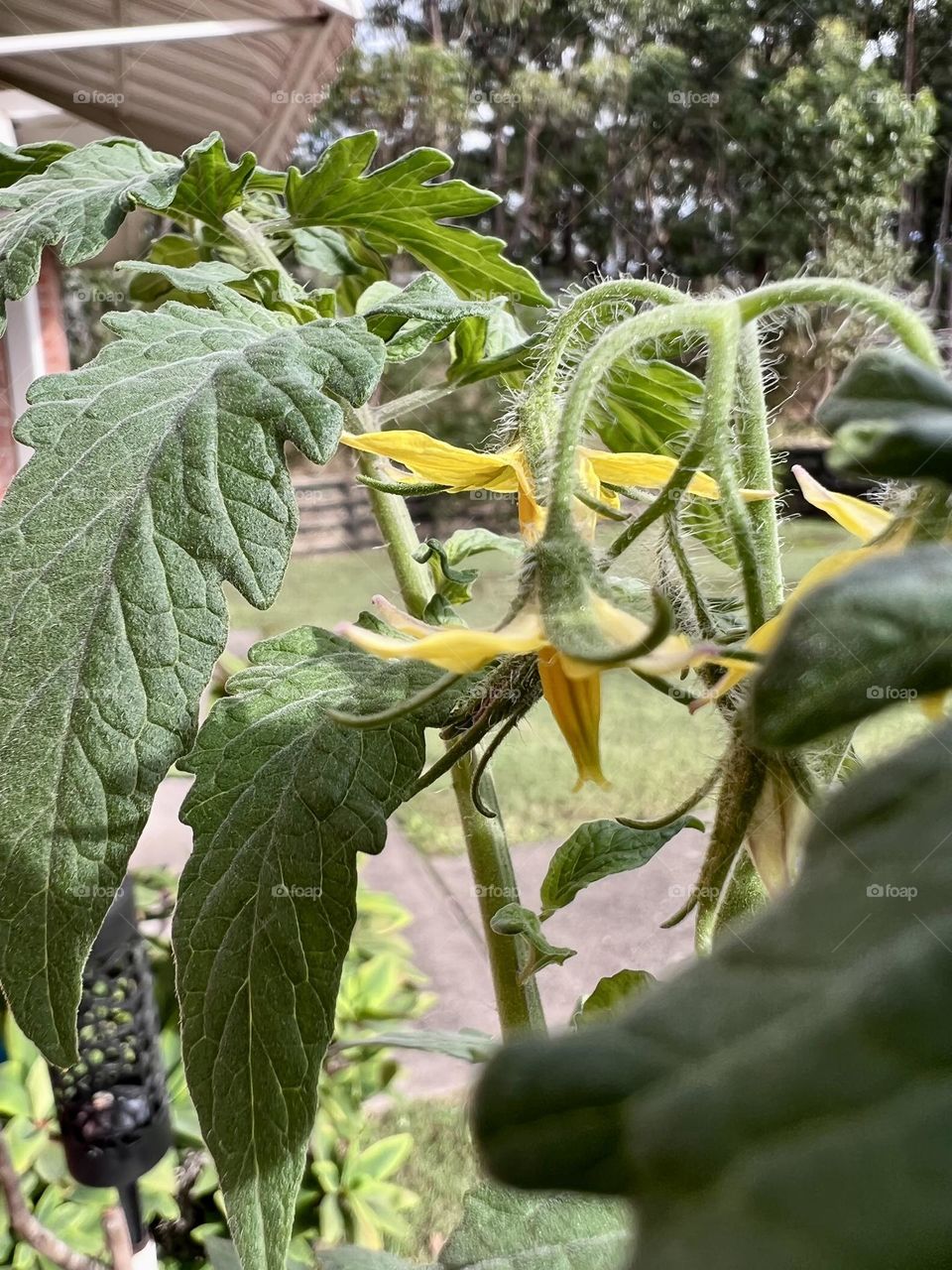 The beginning of a tomatoes growth in spring 