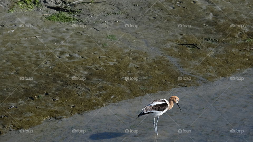 American Avocet foraging in shallow waters