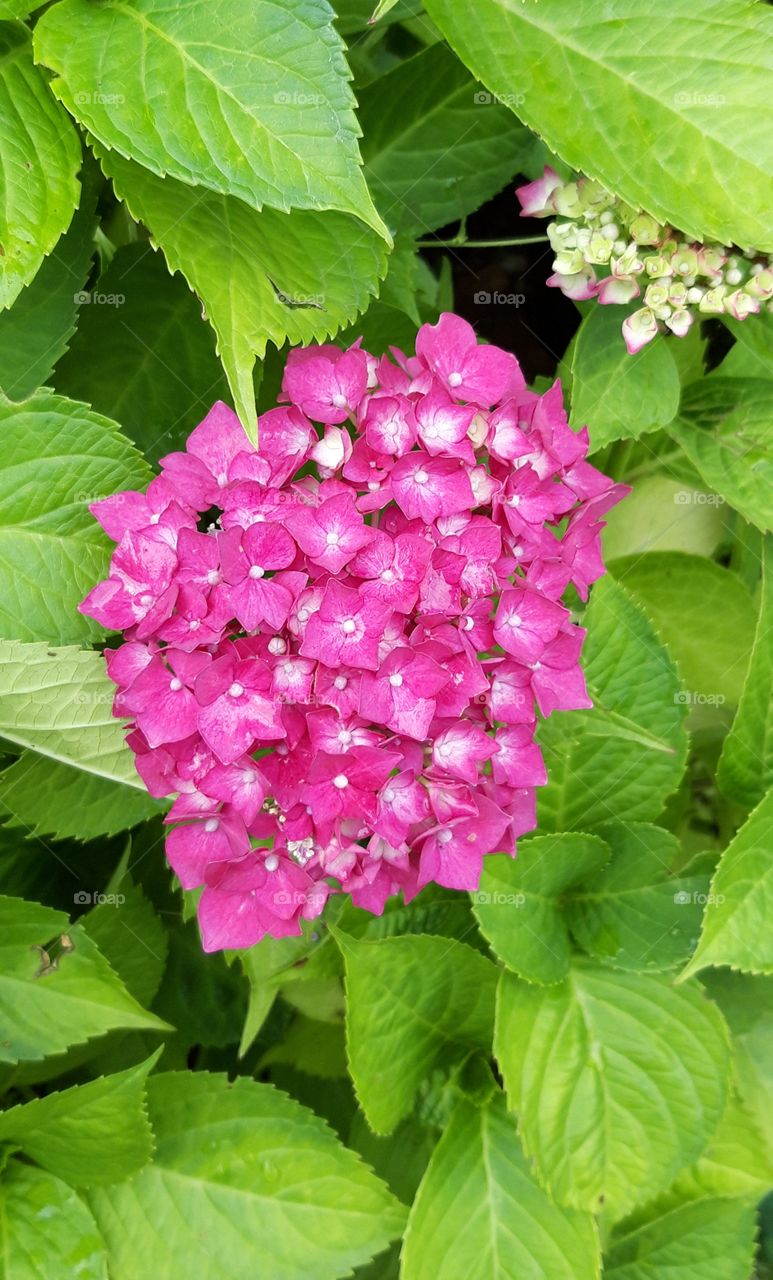 hortensia in Limousin