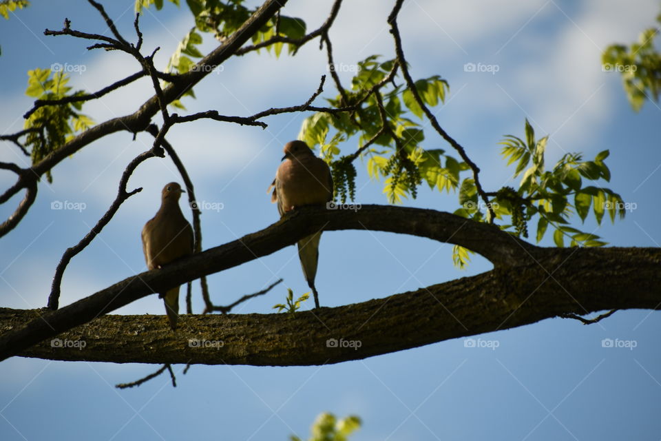 dove couple in tre