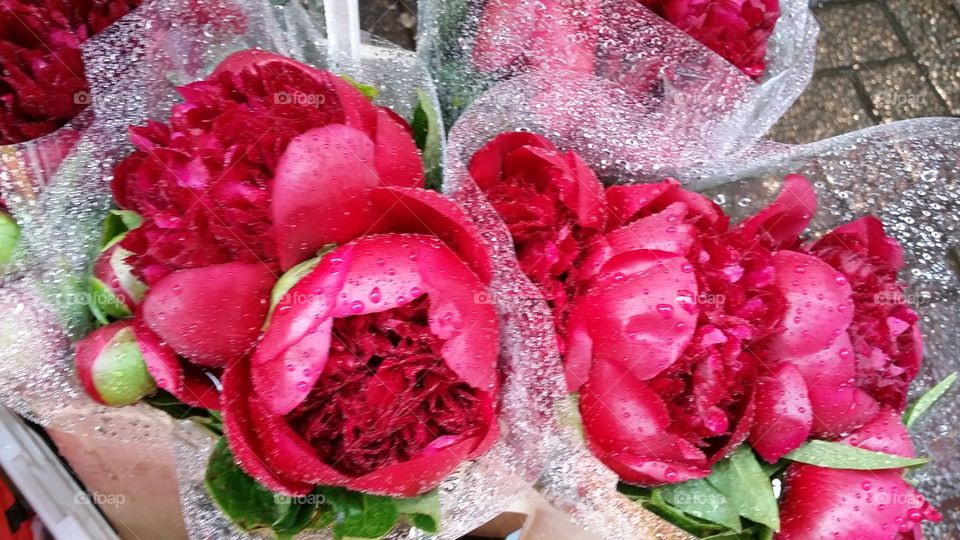 Red carnation bouquet