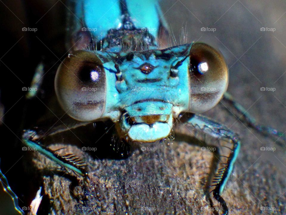 Blue dragonfly on wood