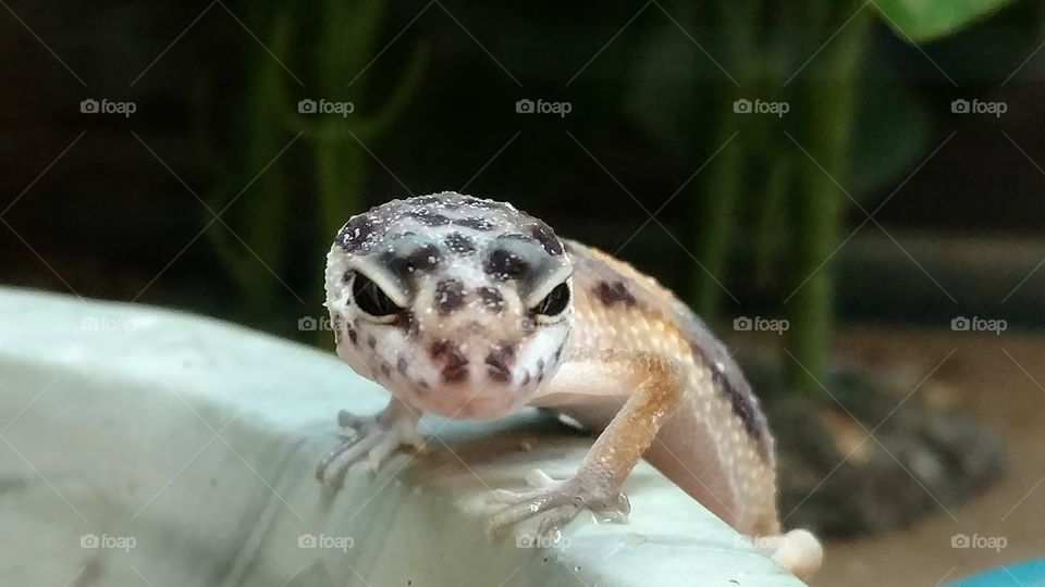 A gecko perching on an object