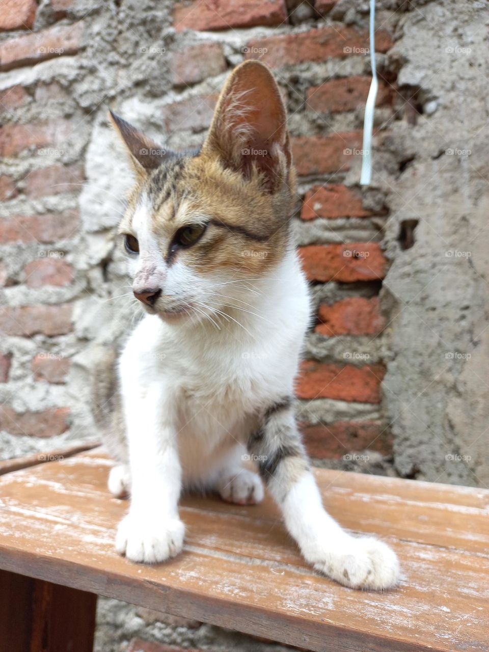 cute cat sitting on a board