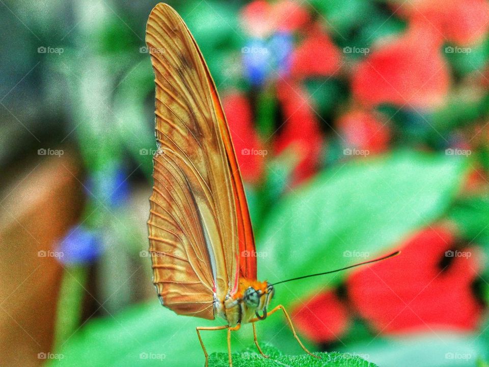 South American Tropical Butterfly. Delicate Butterfly In The Rainforest
