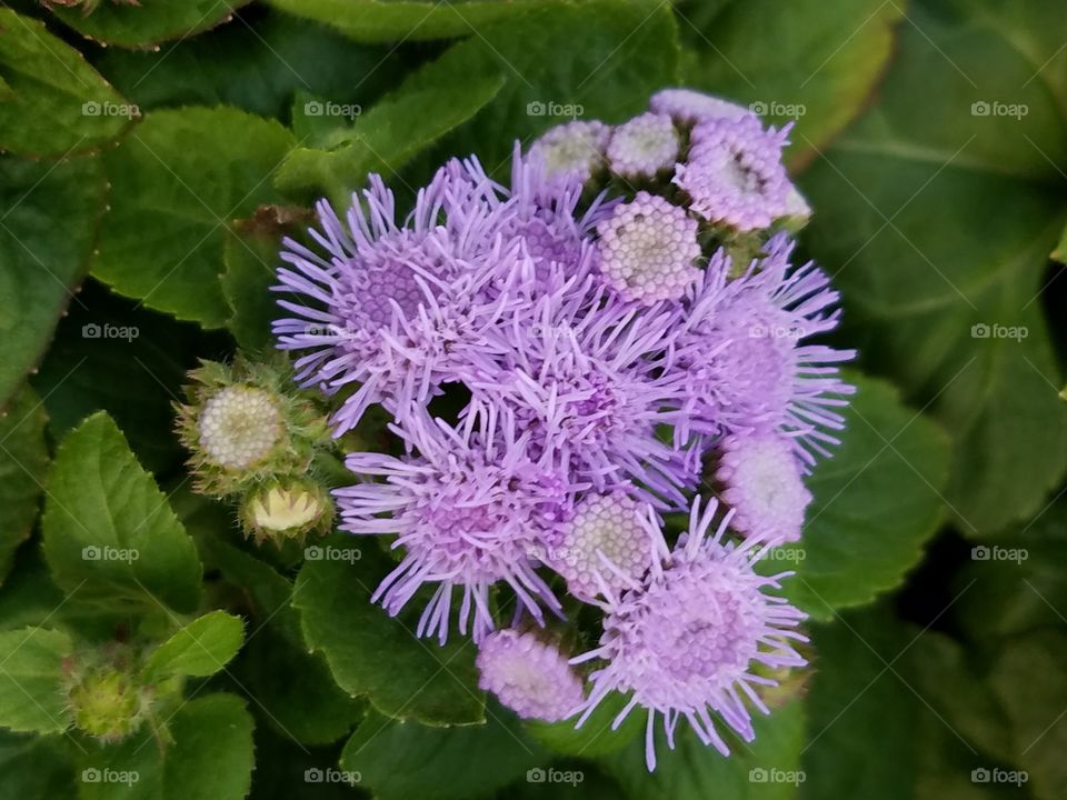 Beautiful flowers in the garden