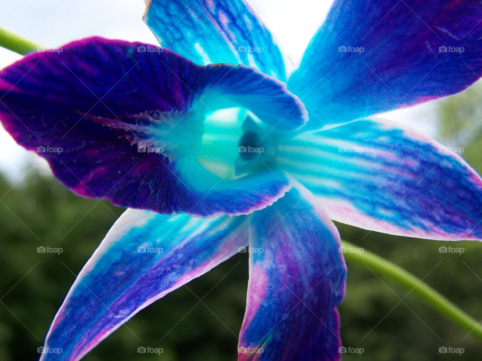 pretty pink flower blue by ashley77