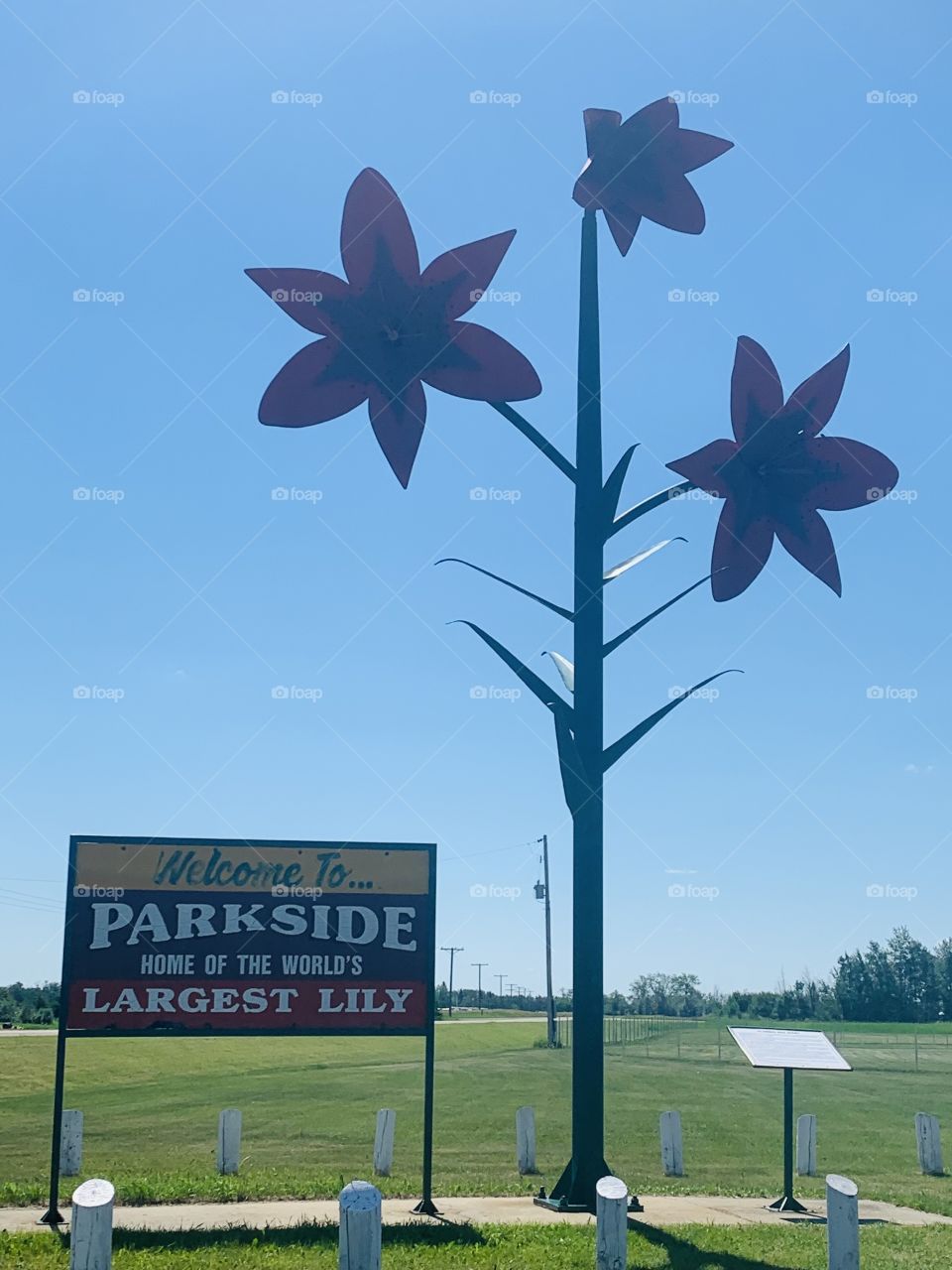 World’s largest Lily 