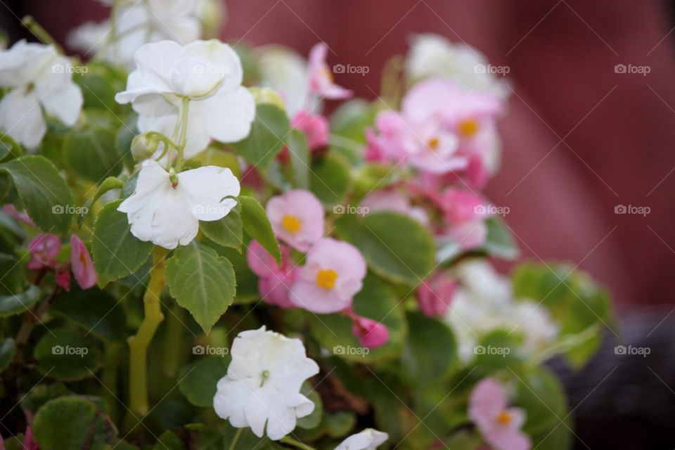 Begonias in Bloom