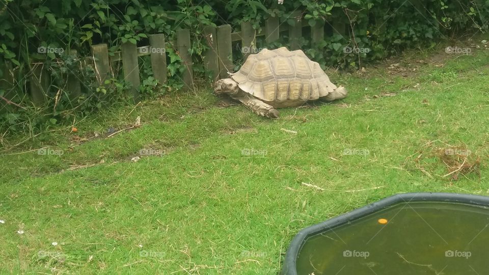 giant tortoise