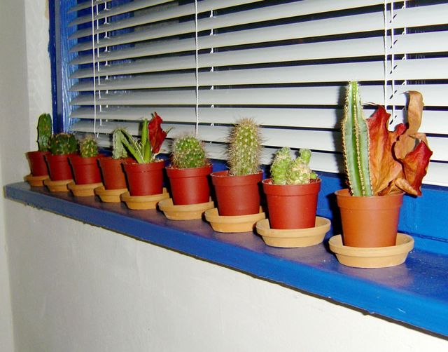 Babies 🌵