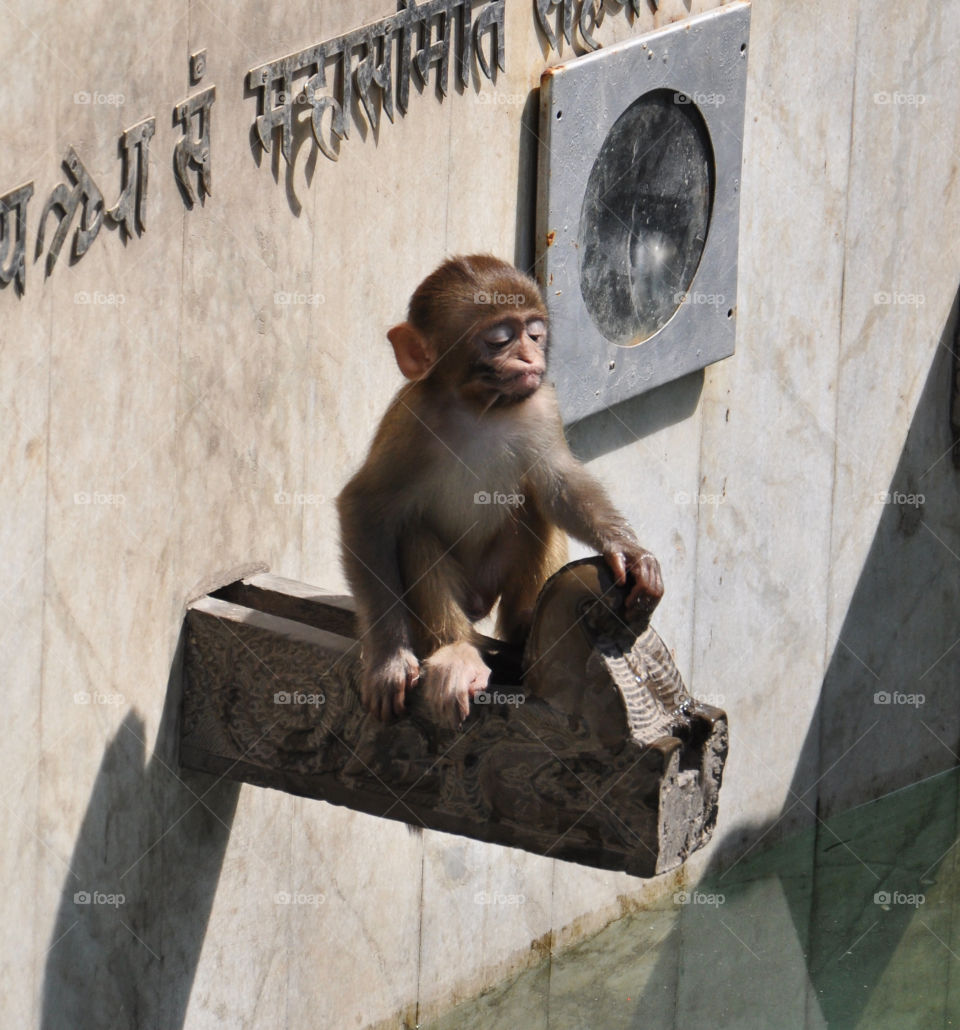 funny monkey in Nepalese temple in Kathmandu